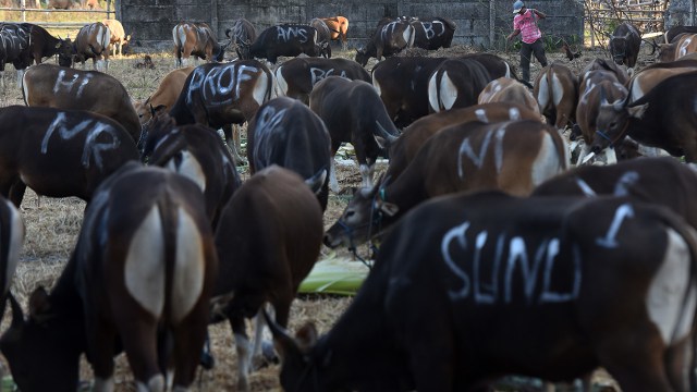Ilustrasi sapi untuk kurban Foto: ANTARA FOTO/Yusran Uccang