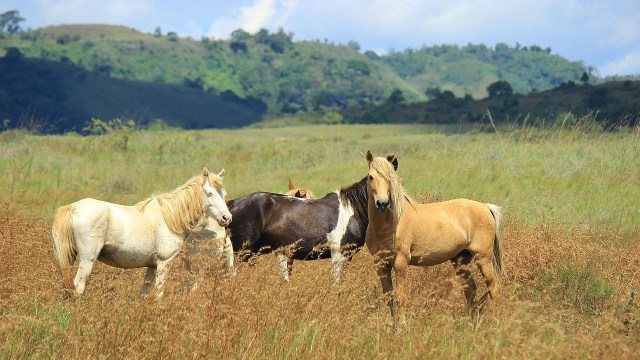 Kuda-kuda di Pulau Sumba. (Foto: Wikipedia)