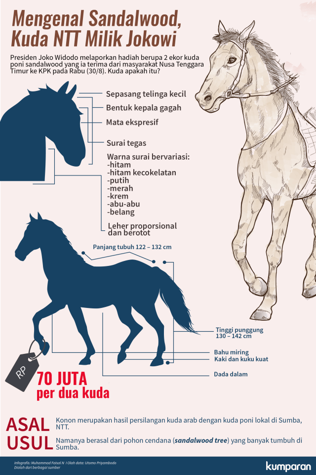 Mengenal Sandalwood, Kuda NTT Milik Jokowi (Foto: Muhammad Faisal N/kumparan)
