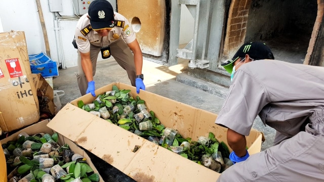 15.095 bibit anggrek asal Filipina (Foto: Dok. Barantan)