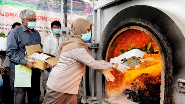 15.095 bibit anggrek asal Filipina dimusnahkan (Foto: Dok. Barantan)