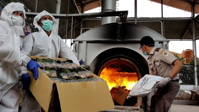 Bibit anggrek asal Filipina dimusnahkan Barantan (Foto: Dok. Barantan)