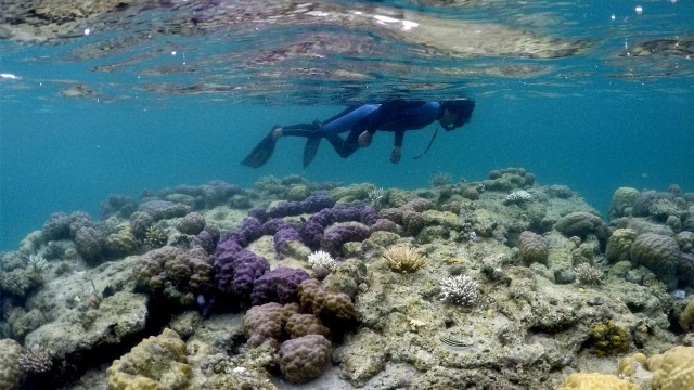 Snorkeling di laut Pulau Natuna Foto: ANTARA FOTO/M Agung Rajasa