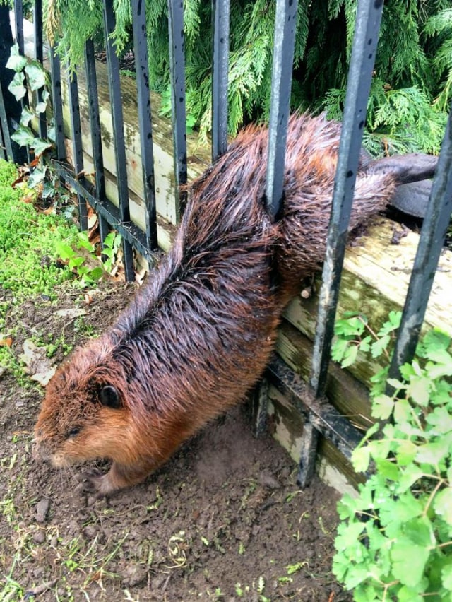 Foto Foto Kecerobohan Hewan Kumparan Com