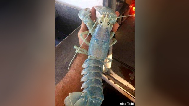 Ilustrasi Lobster dengan warna cotton candy Foto: AP Photo/Alex Todd