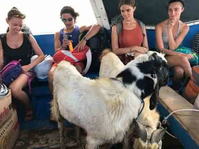 Nyebrang ke Gili Trawangan, Ehh... Si Bule Ditemani Kambing Nih