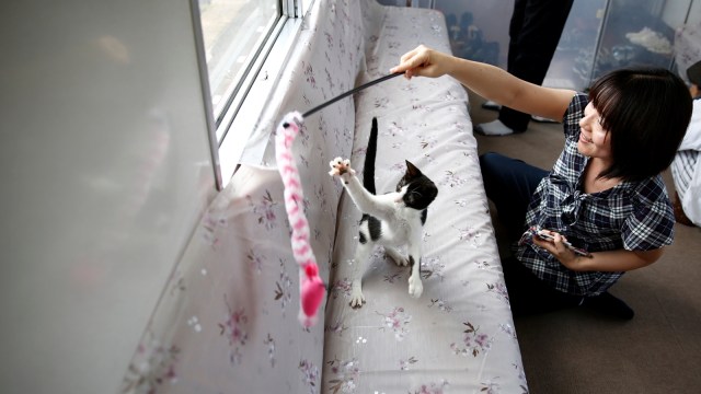 Bermain Bersama Kucing di Kereta (Foto: REUTERS/Kim Kyung-Hoon)