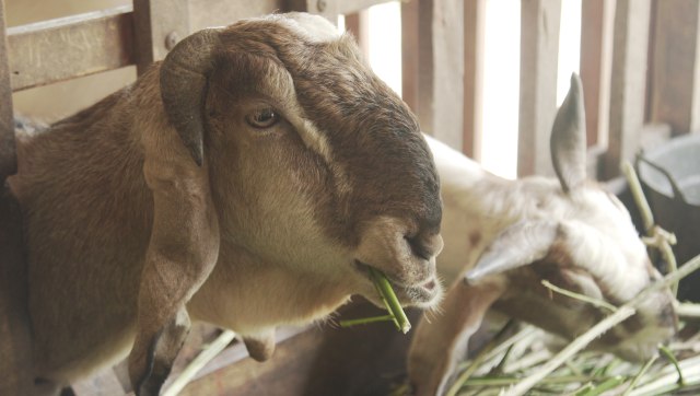 Kambing Etawa di Gombengsari, Banyuwangi (Foto: Nur Sayrifah Sa'diyah/kumparan)