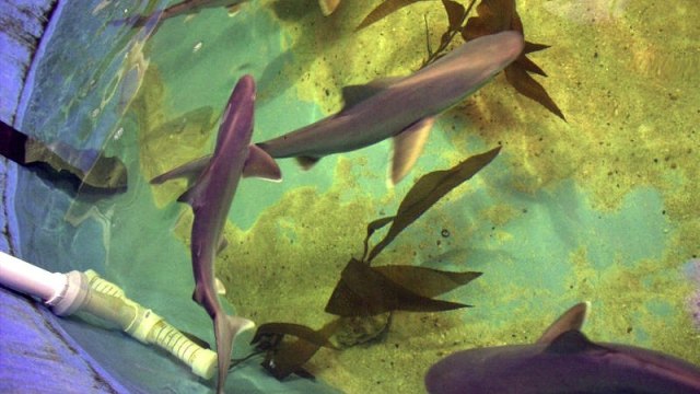Ikan hiu di kolam bawah tanah rumah. (Foto: AP)