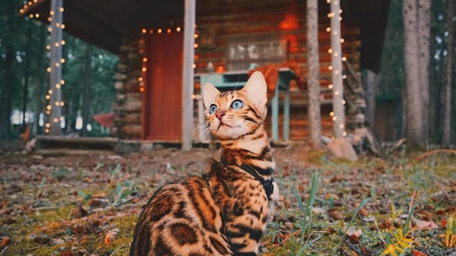 Suki The Cat Foto: Instagram/@sukiicat