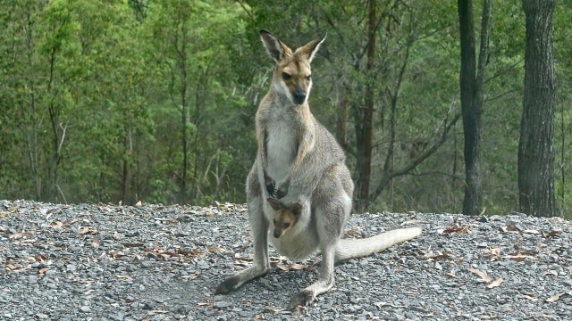 Kanguru (Foto: Pixabay)