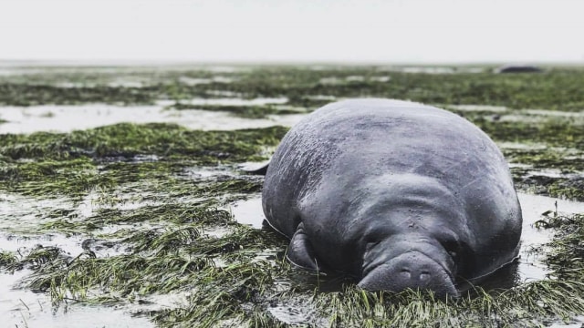Lembu laut (manatee) (Foto: Michael Sechler via AP)