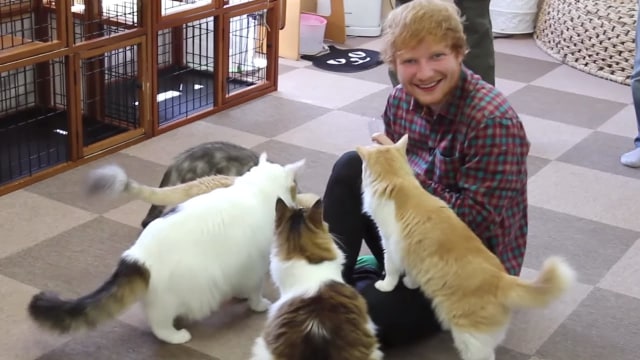 Pulau Kucing di Jepang Undang Ed Sheeran Untuk Berkunjung