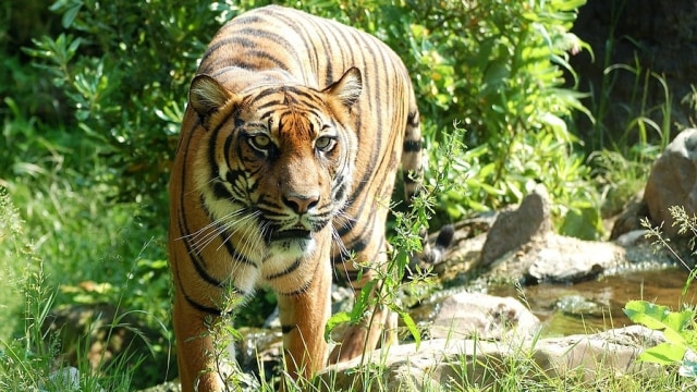 Harimau Jawa  (Foto: Pixabay)