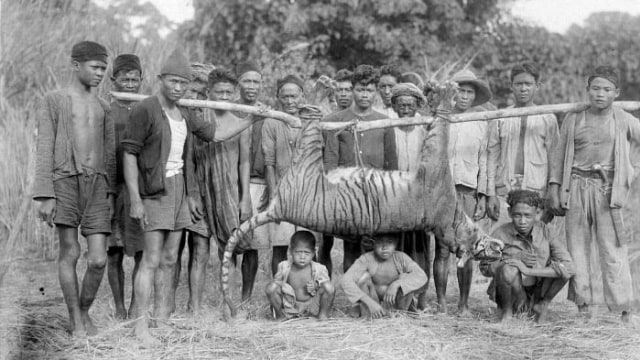 Harimau Jawa mati diburu Mei 1941 di Malingping (Foto: H. Bartels/Tropenmuseum/Wikimedia Commons)