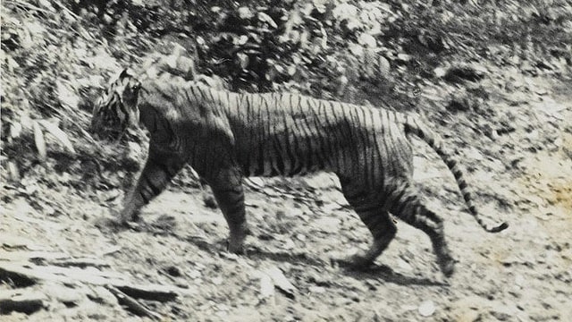 Harimau Jawa di Ujung Kulon pada 1938 (Foto: Andries Hoogerwerf/Wikimedia Commons)