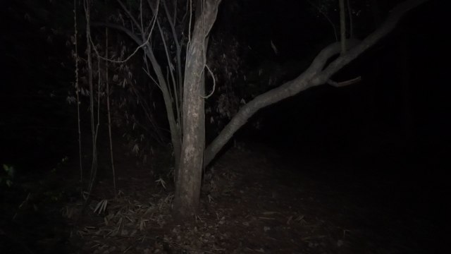 Pohon angker di Bukit Gombel. (Foto: Cornelius Bintang/kumparan)