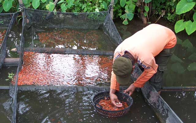 Hasil gambar untuk budidaya ikan