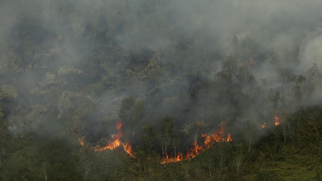 Kebakaran hutan di Ogan Ilir  (Foto: Nova Wahyudi)