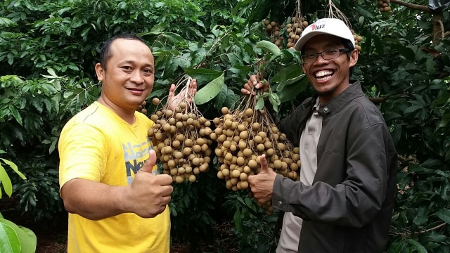 Lengkeng yang Diproduksi di Batang, Jawa Tengah (Foto: Dok. Yusron Hadi Nugroho)