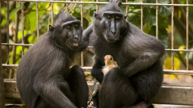 Monyet asal Indonesia Adopsi Anak Ayam (Foto: AFP/Jack Guez)
