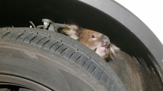 Seekor Koala terjebak di roda mobil sejauh 16 km (Foto: Jane Brister/Handout via REUTERS)