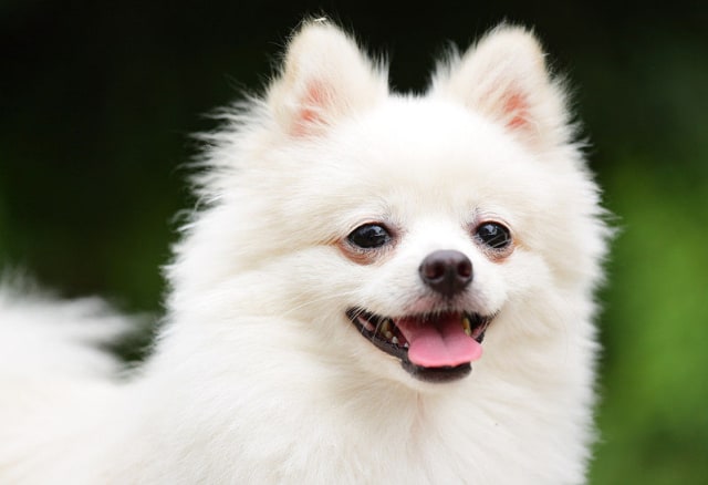 Yuk Follow 5 Akun Dogstagram Korea Ini Kumparan Com