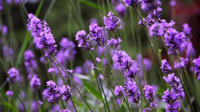 Tanaman Lavender Foto: pixabay