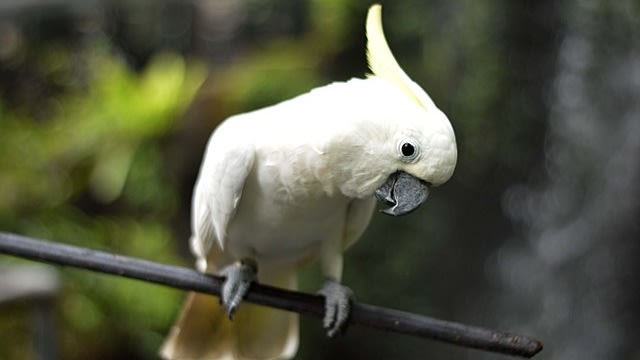 Burung Kakatua (Foto: Wikimedia Commons)