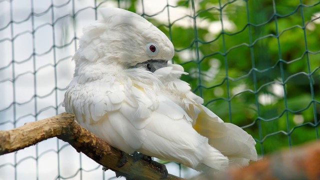 Makna Lagu Burung Kakak Tua