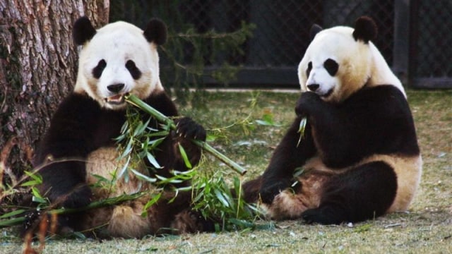 Giant Panda (Foto: REUTERS/Hyungwon Kang)