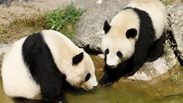 Giant Panda (Foto: REUTERS)