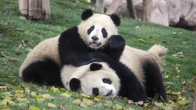 Giant Panda (Foto: Shutterstock)