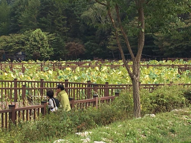 Hasil kebun para biksu (Foto: dok: Aji Surya)