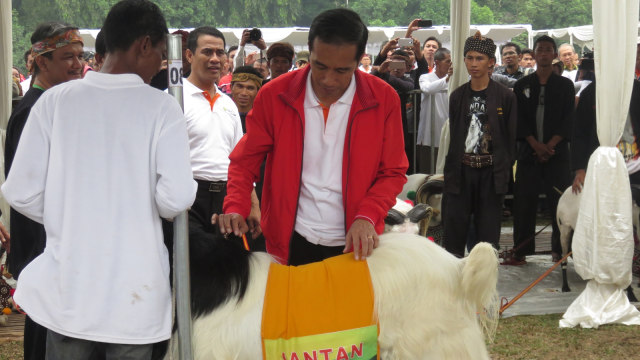 Jokowi meninjau kambing di Jambore. (Foto: Yudhistira Amran Saleh/kumparan)