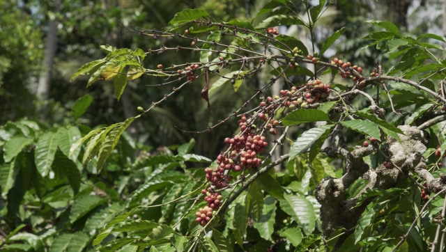 Kebun Kopi di Gombengsari Banyuwangi Foto: Nur Syarifah Sa'diyah/kumparan