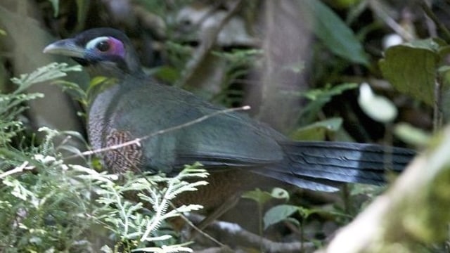 Burung Tokhtor Sumatera (Foto: Wikipedia)