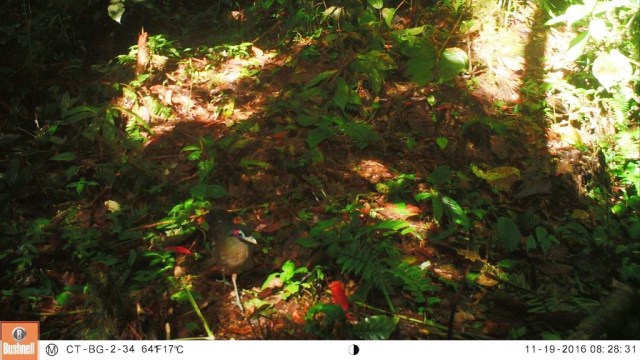 Burung Tokhtor Sumatera (Foto: Dok. Balai Taman Nasional Batang Gadis dan Conservation International)