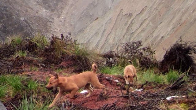 Anjing Purba Paling Langka Ditemukan di Puncak Jaya, Papua | kumparan.com