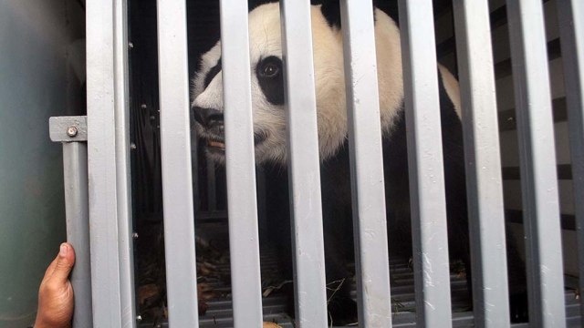 Panda Tiongkok (Foto: Arif Firmansyah/Antara)