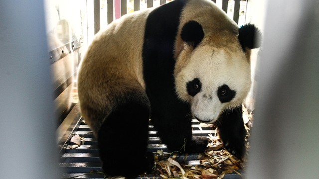 Panda Tiongkok (Foto: Muhammad Iqbal/Antara)