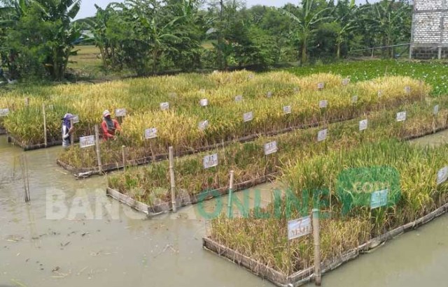 Di Bojonegoro Ada Padi Terapung Jadi Solusi Saat Sawah