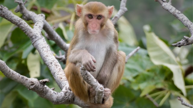 Monyet (Foto: Shutter Stock)