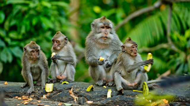 Pecah Bentrok Dua Geng Monyet di India Makan Korban 2 