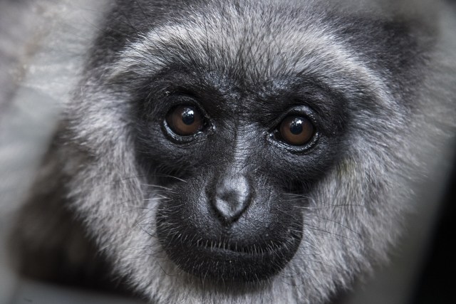 Warga Bandung Selatan Kini Bisa Mendengar Kembali Suara Owa Jawa