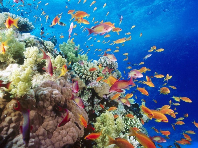 700+ Gambar Hewan Yang Hidup Di Laut Gratis Terbaik