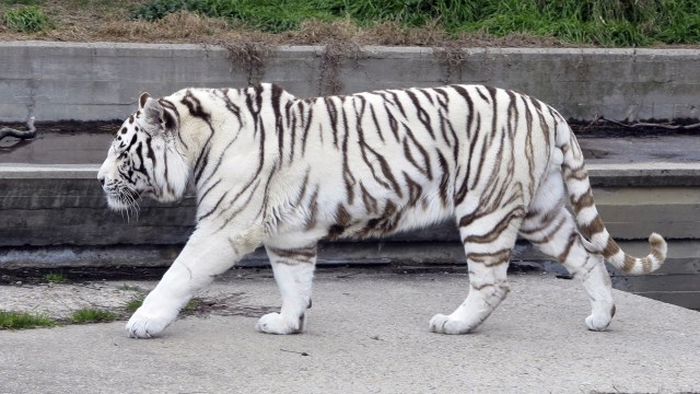 Ilustrasi harimau putih Foto: Wikimedia Commons