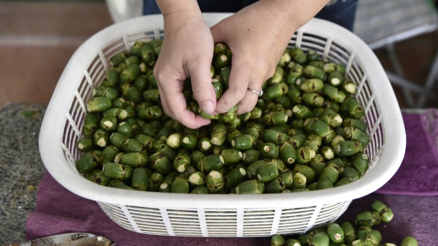 Betel nut atau biji pinang (Foto: Sam YEH / AFP)