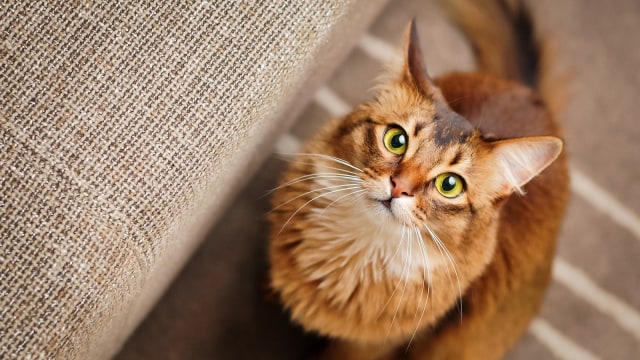 Kucing cerdas (Foto: Thinkstock)