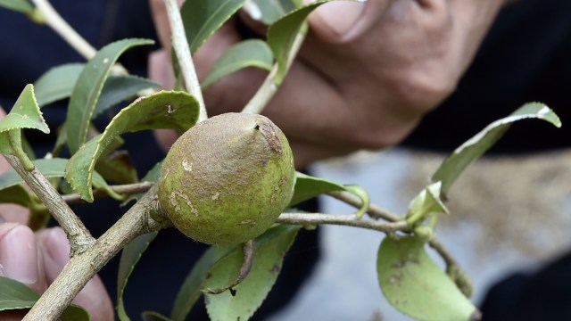 Biji Pinang (Foto: AFP/AIWAN-CULTURE-HEALTH-FARMING-BETELNUT-ADDICTION/MICHELLE YUN)